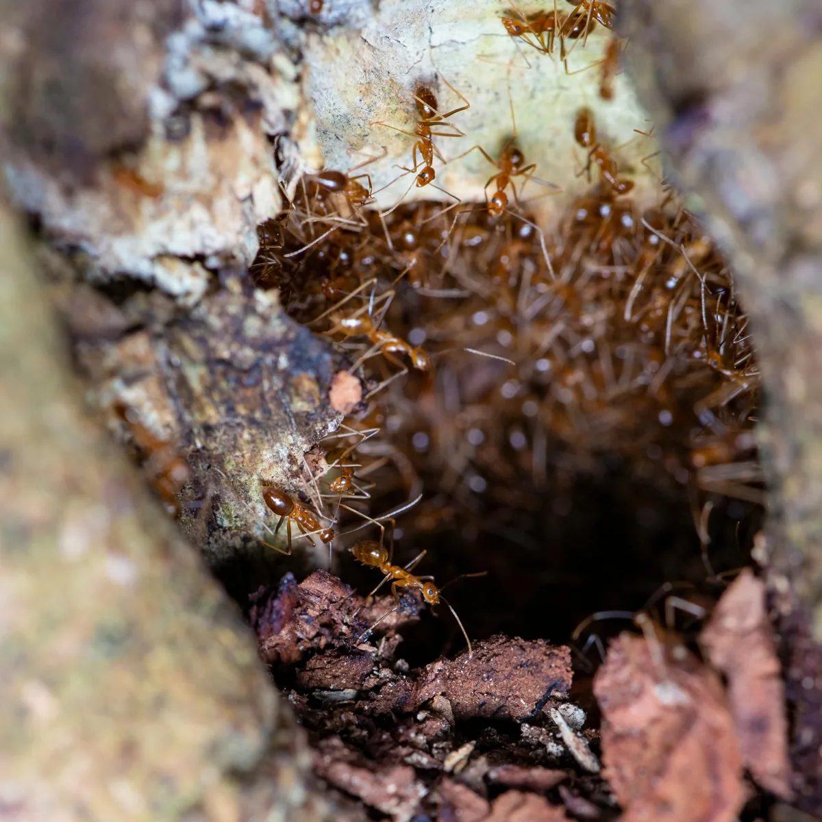 Fourmis